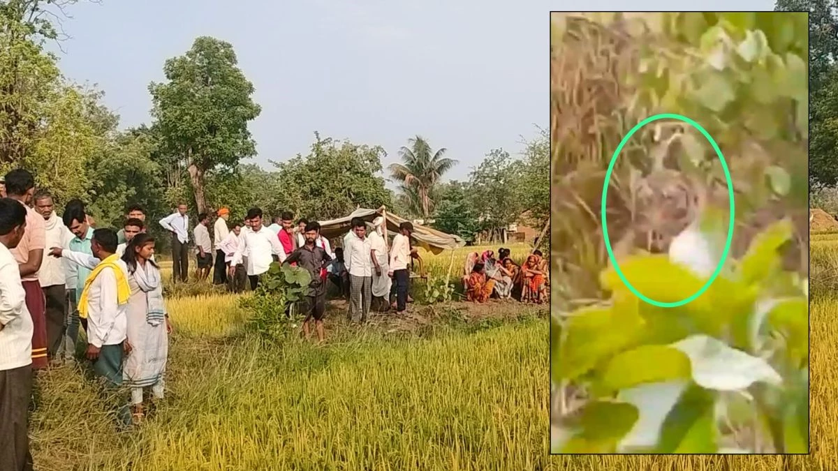 Tiger Attack: बालाघाट में पिता को तलाशते खेत पहुंचा बेटा, देखा तो बाघ उन्हें खा रहा था... गांव में दहशत