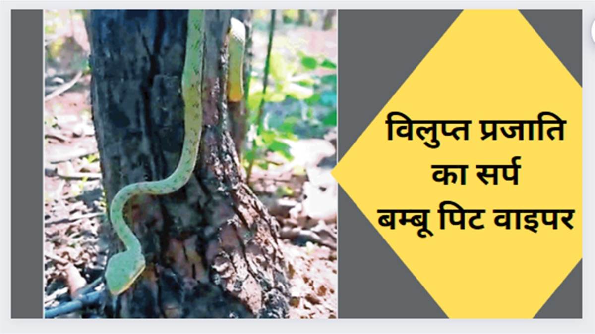 Gariyaband News: जंगल में मिला विलुप्त प्रजाति का सर्प बम्बू पिट वाइपर, छलावरण में होते हैं बेहद माहिर