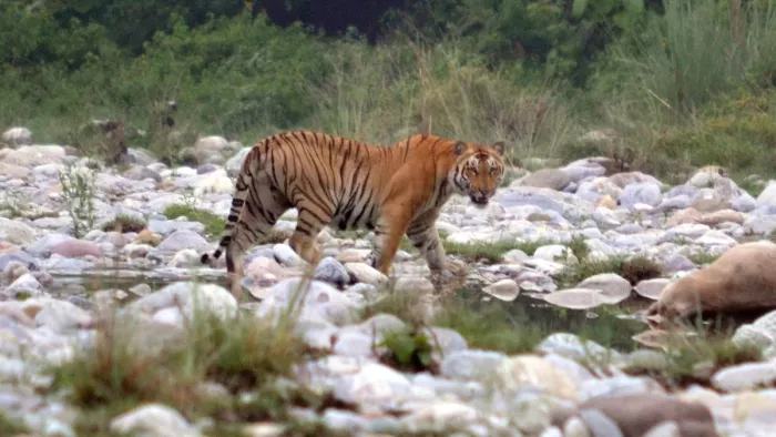 MP Tiger Reserve: सोलर पावर पंप और कृत्रिम वाटर होल के भरोसे प्रदेश के टाइगर रिजर्व, टैंकरों से पूरा हो रहा पानी का कोटा