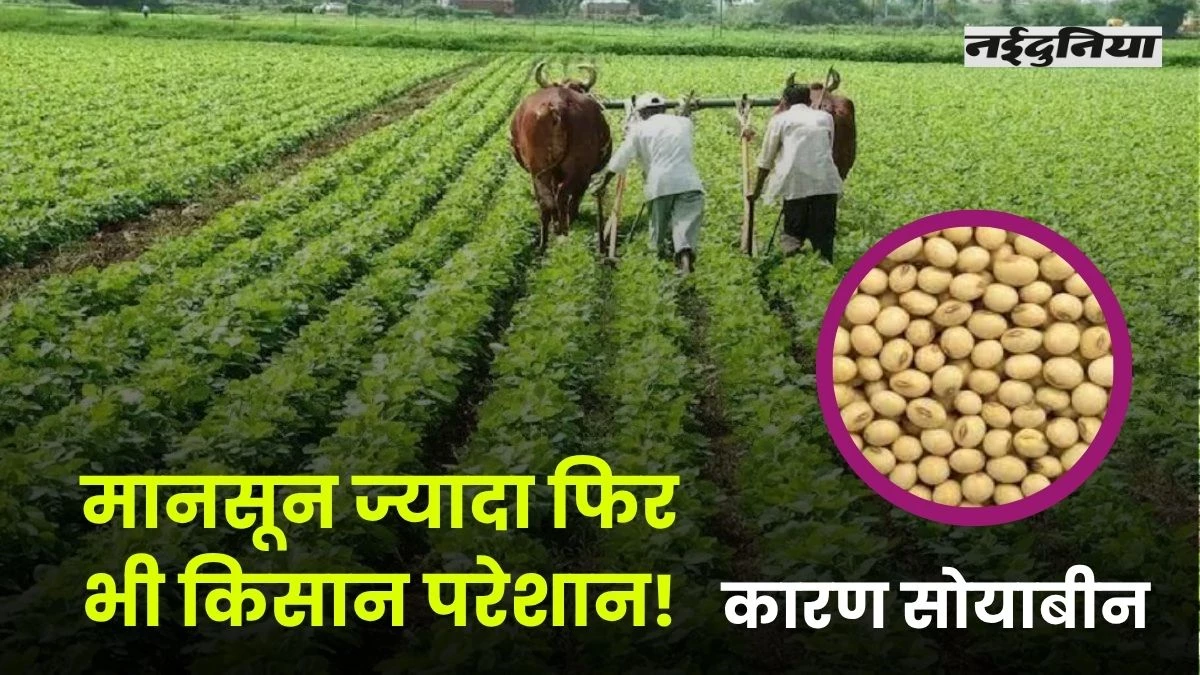 MP News: मानसून ज्यादा फिर भी किसान परेशान... सोयाबीन की खेती के लिए नहीं मिल रहा बीज, जानें पूरा मामला