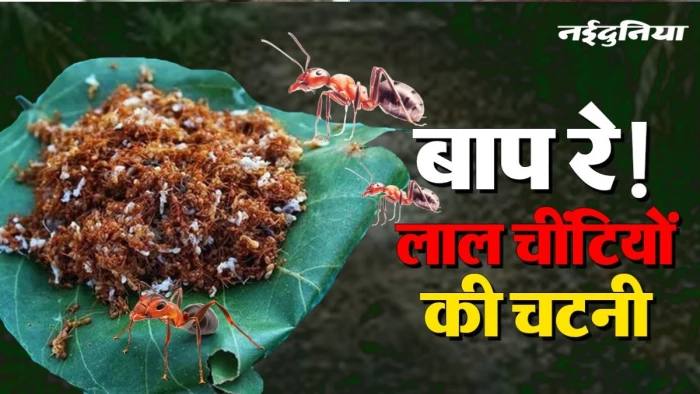 पेड़ से लाल चींटियां उतारो और सिलबट्टे पर पीस दो! गजब है बस्तर की मशहूर 'चापड़ा चटनी'