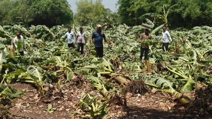 बुरहानपुर में आंधी-तूफान से केले की अस्सी प्रतिशत फसल बर्बाद, किसान चिंतित