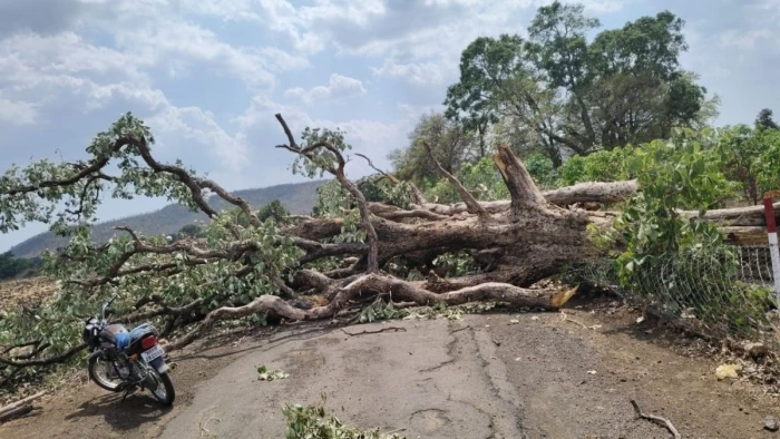 देवास में चली आंधी से पेड़ गिरा, बागली-धावड़िया मार्ग दूसरे दिन भी रहा बंद, ग्रामीण हुए परेशान