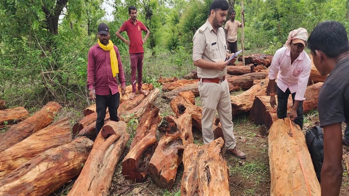 Ambikapur crime News :  तस्करों द्वारा जंगल में छुपा कर रखी दो सौ नग खैर लकड़ी जब्त