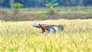 PM Fasal Bima Yojana: अब बाढ़ और बारिश से किसान नहीं होंगे परेशान, सरकार की ये योजना बनेगी वरदान