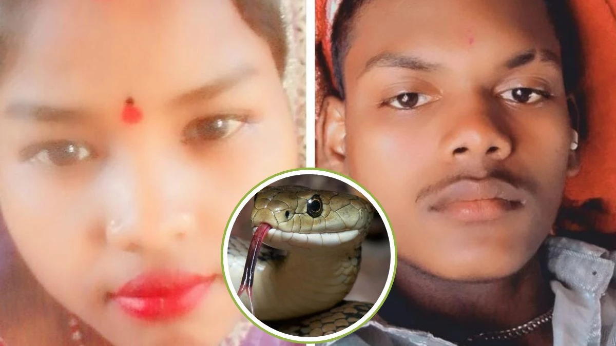 शहडोल में पति-पत्नी को जहरीले सांप ने काटा, इलाज के दौरान दोनों की मौत, गांव में पसरा मातम