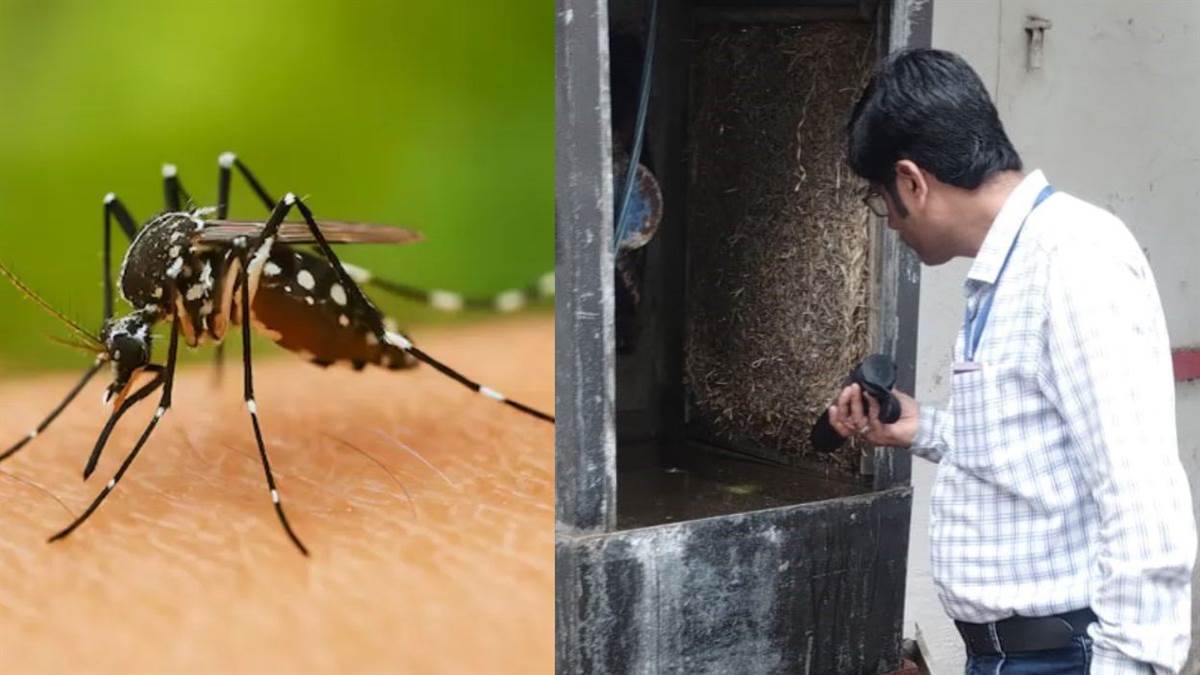 सावधान, ग्वालियर में डेंगू का खतरा! पॉजिटिविटी रेट में गिरावट के बावजूद अगले 45 दिन बेहद संवेदनशील