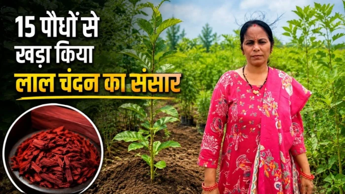 छत्तीसगढ़ की महिला किसान का कमाल, 15 पौधों से खड़ा किया लाल चंदन का संसार, आज देश-विदेश में है मांग