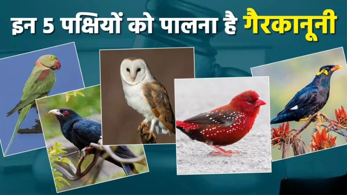 इन 5 पक्षियों को घर में पालेंगे तो सीधे जाएंगे जेल... कानून तोड़ा तो मिलेगी सख्त सज़ा, आखिर क्या है वजह?