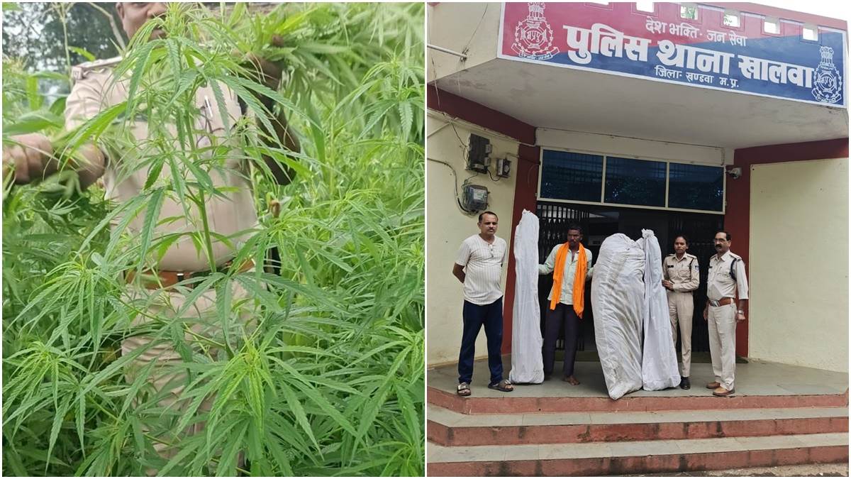 खंडवा के खालवा में घर के पीछे बाड़े में उगाए गए गांजे के 152 पौधे पुलिस ने किए जब्त