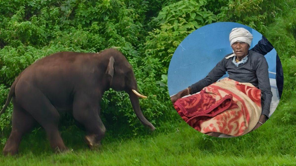छिंदवाड़ा में बीजाढाना के जंगल में हाथी ने उठाकर फेंका, जांघों पर पैर रखकर निकल गया