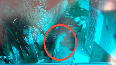 पेट्रोल पंप के सीसीटीवी में जाता हुआ दिखा तेंदुआ, लोगों का घर से निकलना बंद