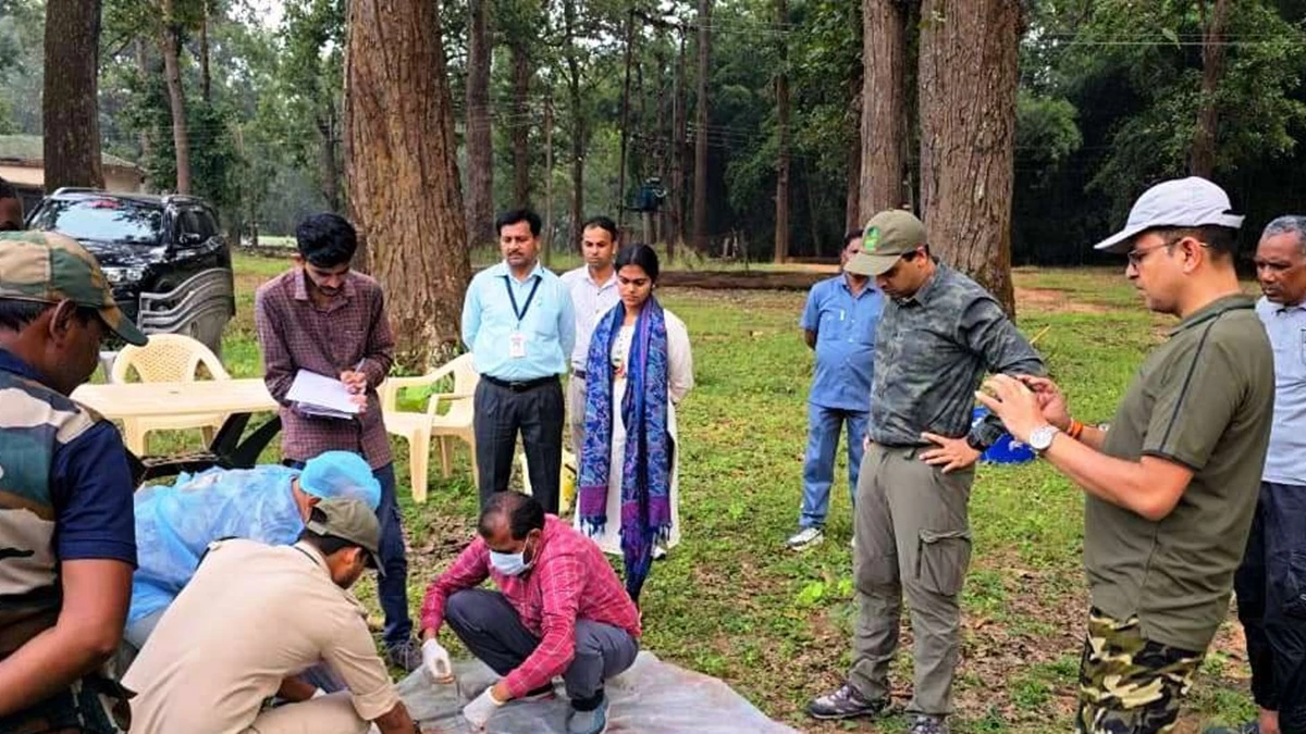 मध्य प्रदेश के कान्हा टाइगर रिजर्व में एक बाघ और दो शावकों की मौत