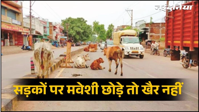 छत्तीसगढ़ में सड़कों पर गाय-बैल-भैंस छोड़े तो खैर नहीं, 12 अंकों की डिजिटल टैगिंग से होगी पहचान, SC के आदेश पर नियम सख्त