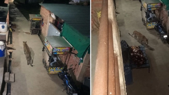 धार के ग्रामीण इलाके में रात को घरों के आसपास शावक के साथ घूमते दिखी मादा तेंदुआ, गांव में दहशत