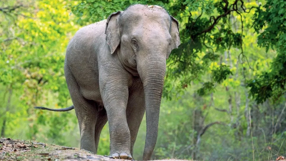 Elephants Death in Bandhavgarh: कमजोर सूचना तंत्र और उपचार में देरी ने ली बांधवगढ़ में 10 हाथियों की जान