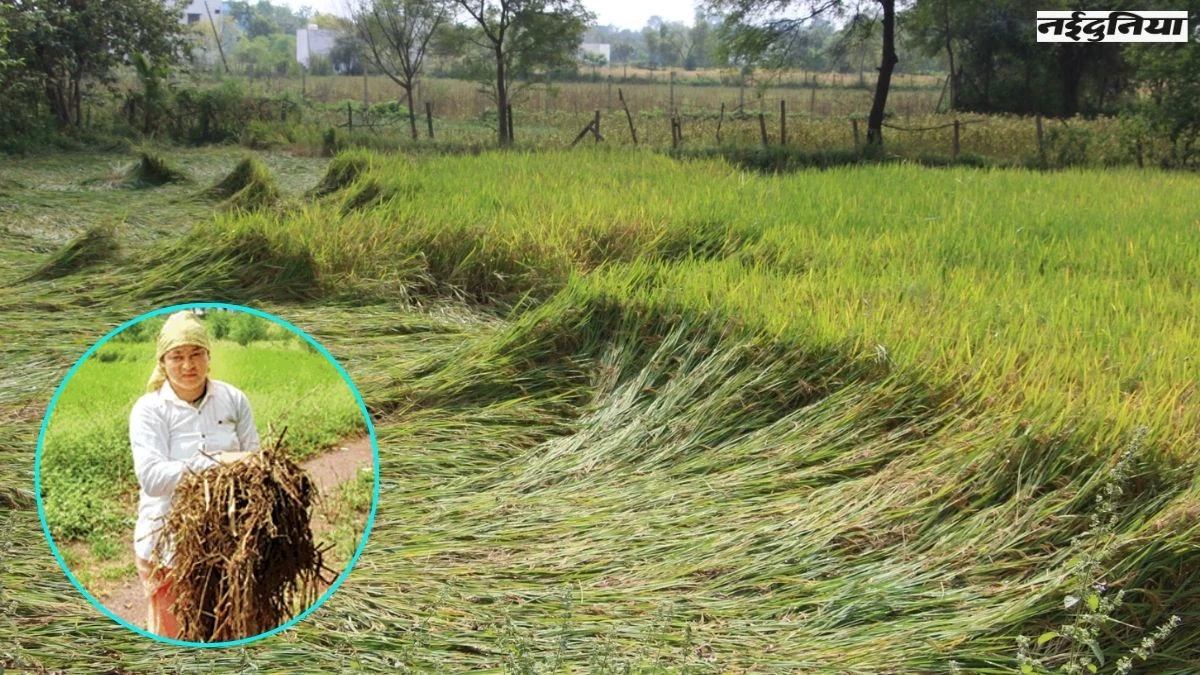 किसानों के लिए आफत बना तूफान और बेमौसम बारिश, धान की खड़ी फसल को भारी नुकसान