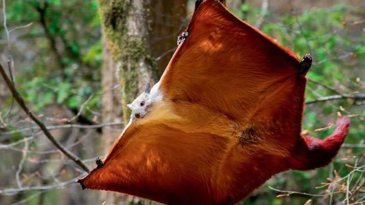 उड़ने वाली गिलहरी का शिकार करने वाले 5 गिरफ्तार, Hunting में ट्रेंड कुत्ते रखते थे शिकारी