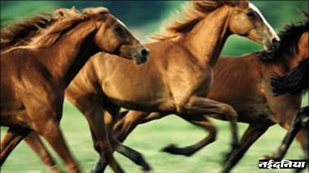 57 में से 22 घोड़े बेचे दिए, 19 की हुई मौत, तीन खरीदे, अब 19 शेष, क्या है हाईकोर्ट में चल रहा यह मामला