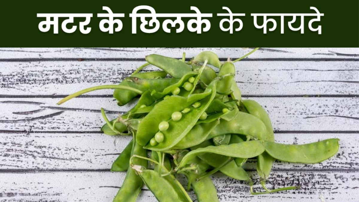 Peas Peel Benefits: मटर के छिलकों में छिपा है सेहत का राज, फेंकने से पहले जानें इनके चमत्कारी फायदे