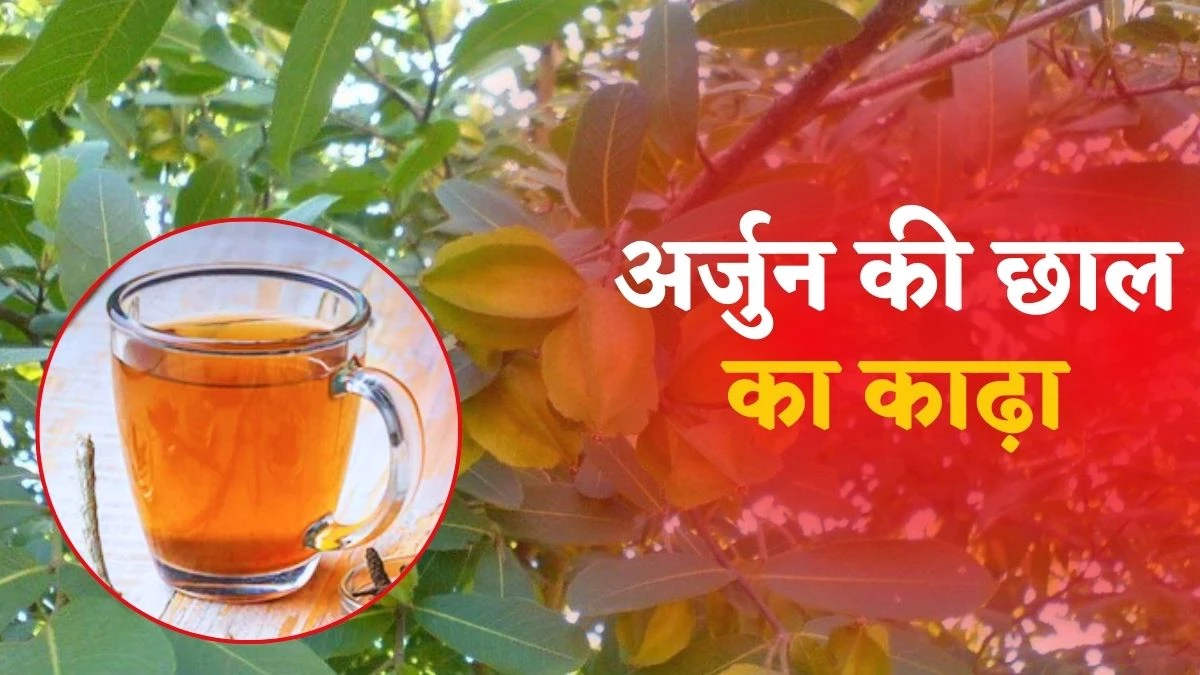 एक कप अर्जुन की छाल की चाय, झट से BP होगा कंट्रोल; जानें इसे पीने के 7 बड़े फायदे