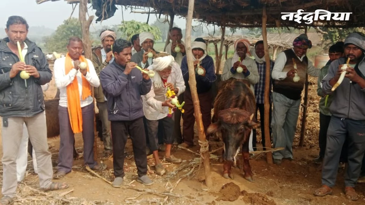 मुआवजे के लिए MP के किसानों का अनूठा आंदोलन, भैंस के आगे बजाई बीन, कहा- 'जागो सरकार'