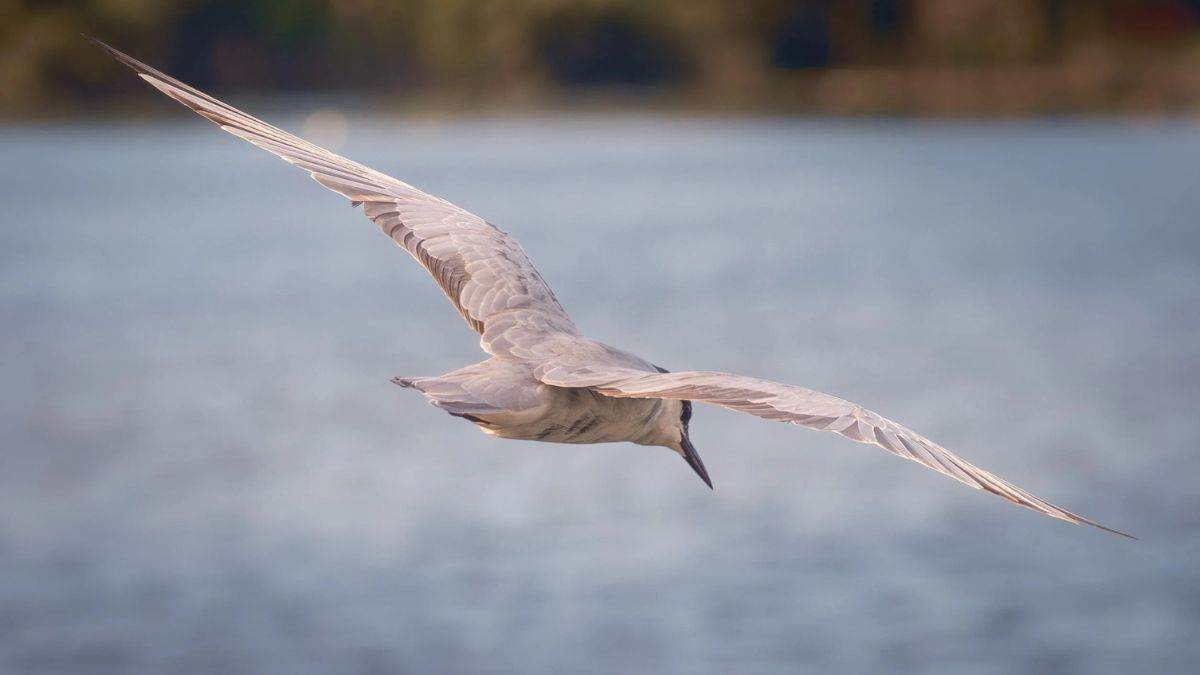 जलक्रीड़ा और मछलियों का शिकार करने 5 हजार किमी दूर से भोपाल पहुंचा विदेशी मेहमान 'व्हिस्कर्ड टर्न'