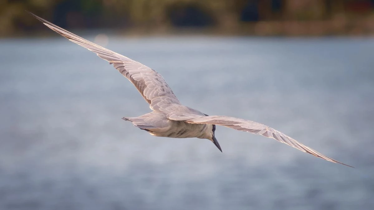 जलक्रीड़ा और मछलियों का शिकार करने 5 हजार किमी दूर से भोपाल पहुंचा विदेशी मेहमान 'व्हिस्कर्ड टर्न'