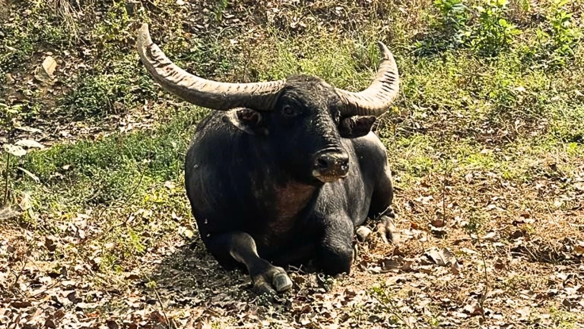 शुद्ध नस्ल बता करोड़ों खर्च कर पाले गए ‘वन भैंसे’ निकले हाइब्रिड, वन विभाग ने 20 साल बाद खदेड़ा