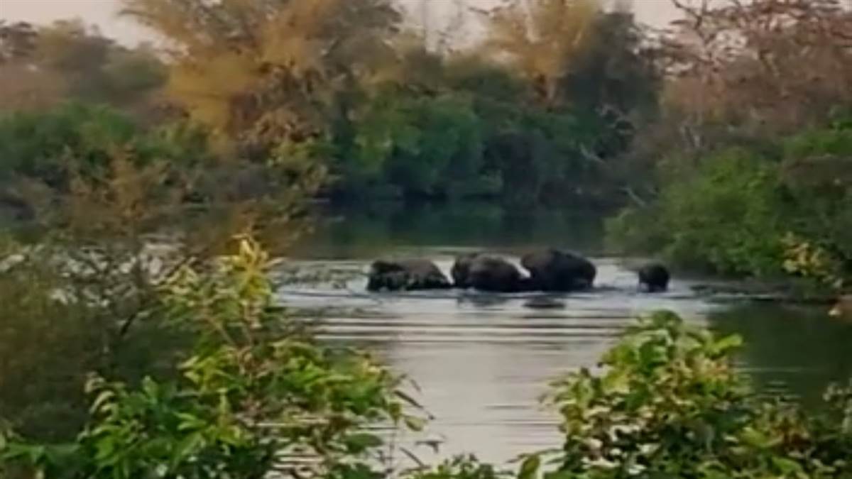 Janjgir Champa  News:  हाथी ने पटककर ली ग्रामीण की जान जैजैपुर क्षेत्र पहुंचा झुंड