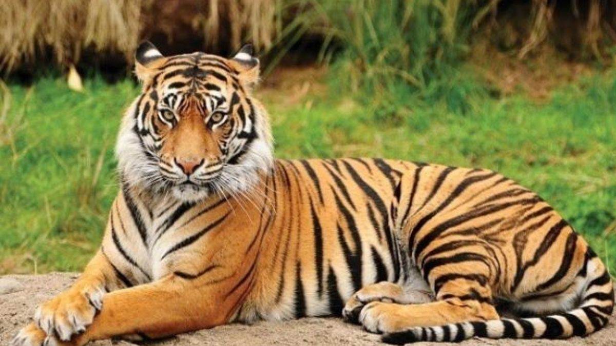 Umaria News: बांधवगढ़ में फिर बाघ की मौत, एक महीने में गई दो की जान