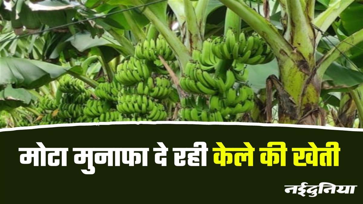 Banana farming in MP: केले की खेती ने बुरहानपुर के किसानों को किया मालामाल, विदेश तक है डिमांड, जाने क्यों है खास