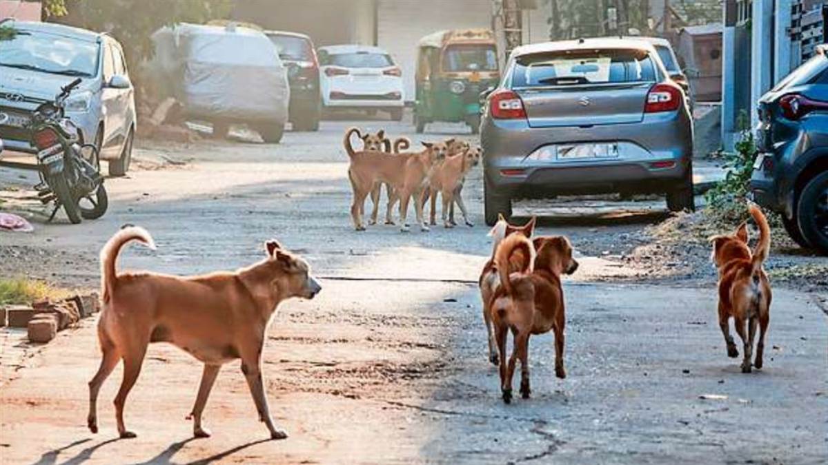 Indore Information: श्वानों को लेकर बना अधिनियम ठंडे बस्‍ते में, एक साल बाद भी पालन नहीं, आम नागरिक भुगत रहे सजा