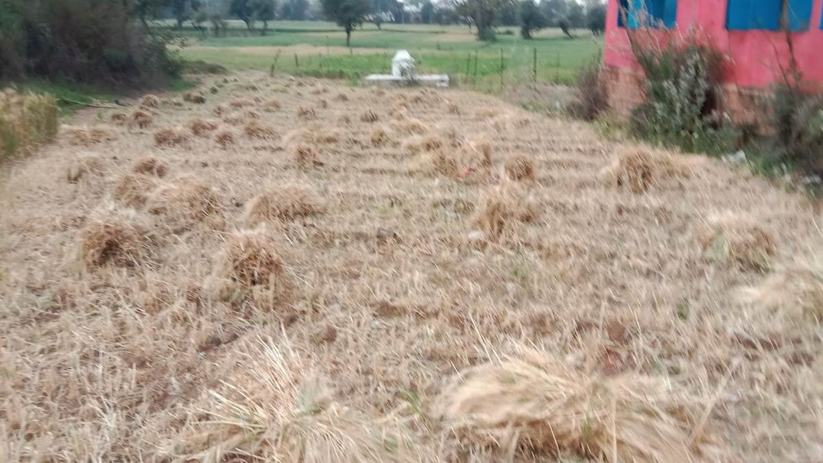 Datia Weather News: बूंदाबांदी के साथ तेज हवाओं से बदला मौसम