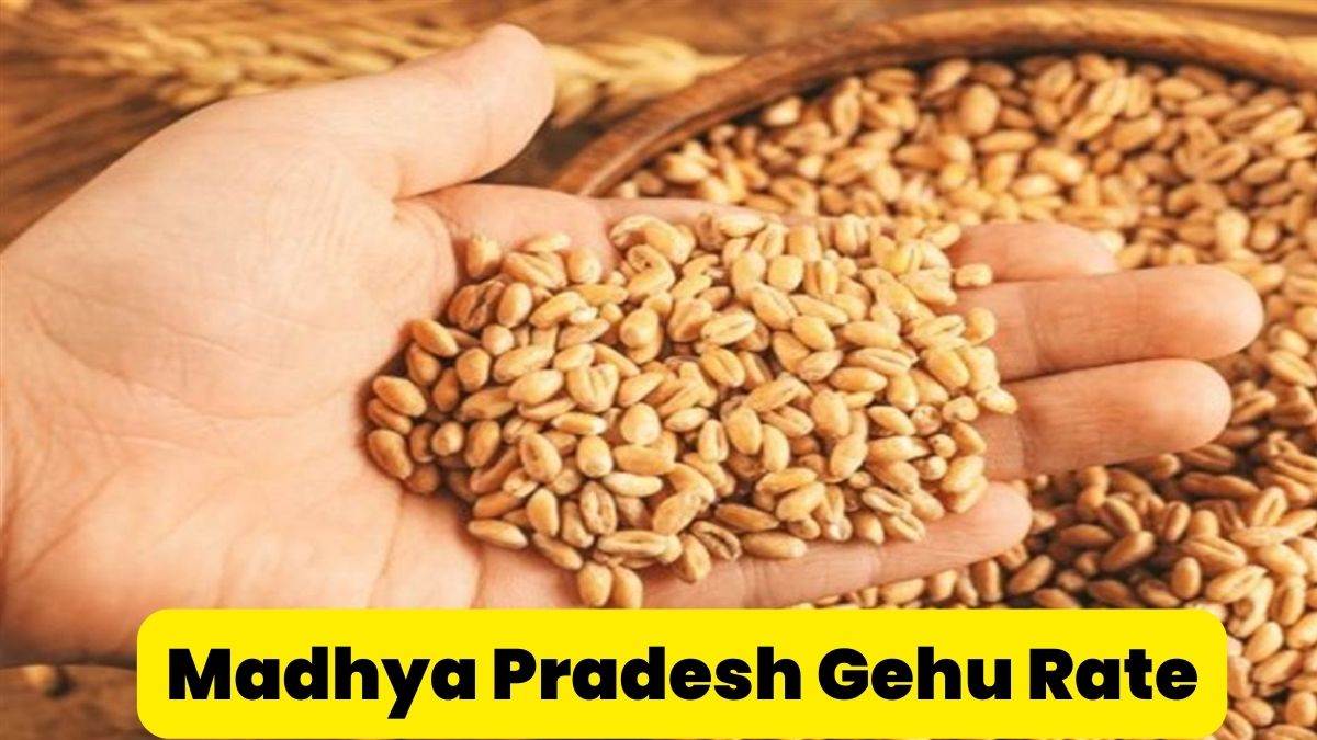 क्या होता है 'ड्यूरम' गेहूं, किस राज्य में होती है सबसे अधिक खेती, एक क्लिक  में जानें सबकुछ | What is durum wheat wheat acreage increased in Madhya  Pradesh | TV9 Bharatvarsh