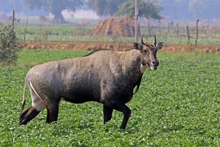 facts-about-nilgai-in-hindi