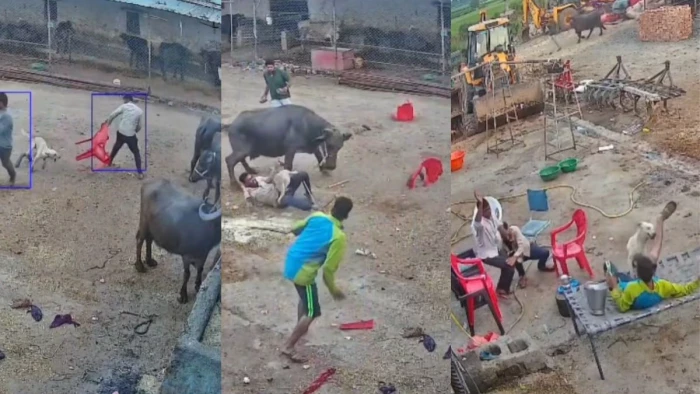 महू में कुत्ते का आतंक: घर के बाहर बैठे लोगों पर झपटा, रास्ते भर नोचता रहा, लाठियां-कुर्सियां पड़ने पर भी नहीं छोड़ा