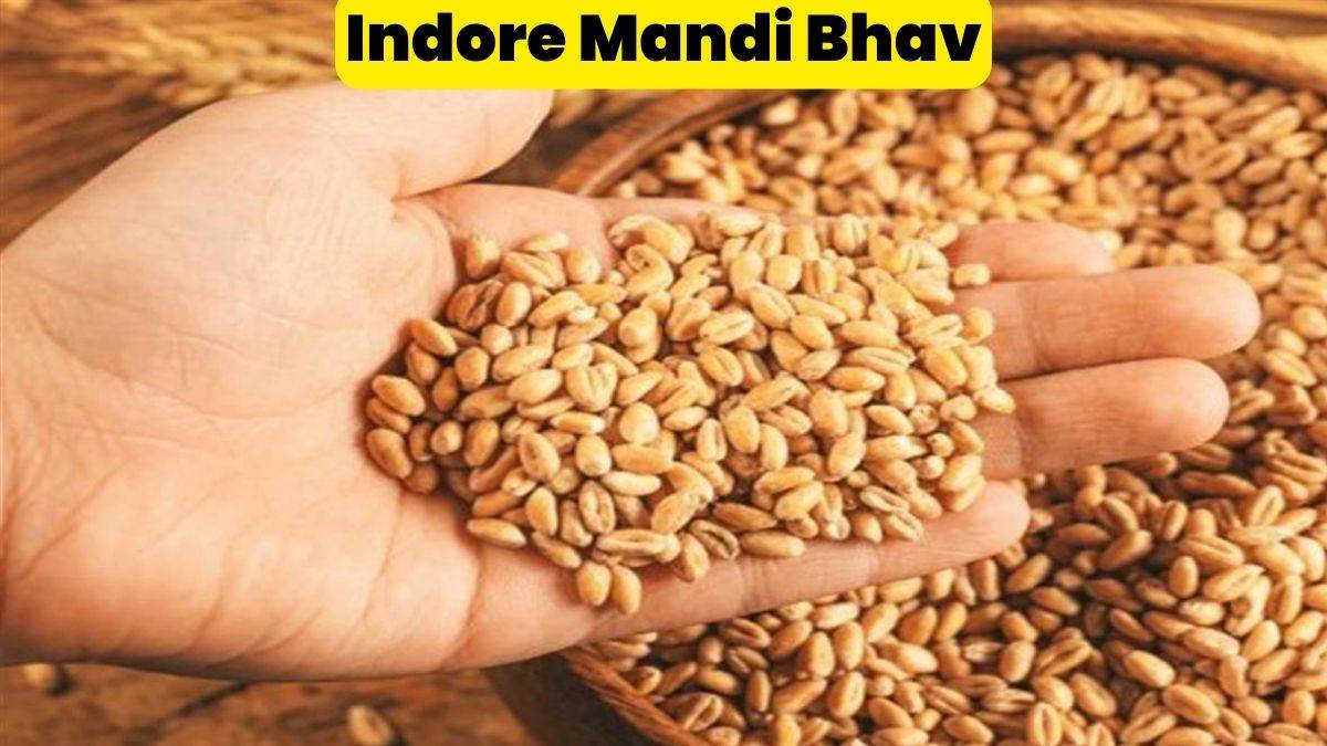 Indore Mandi Bhav इंदौर की मंडी में लोकवन गेहूं, पूर्णा गेहूं, मिल