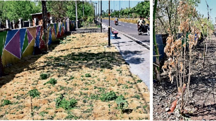उज्जैन में पानी देने की बारी आई तो फेर ली नजरें, सूख गए पौधे, निर्देशों को दिखाया ठेंगा- रोपे विदेशी कीमती सजावटी पौधे