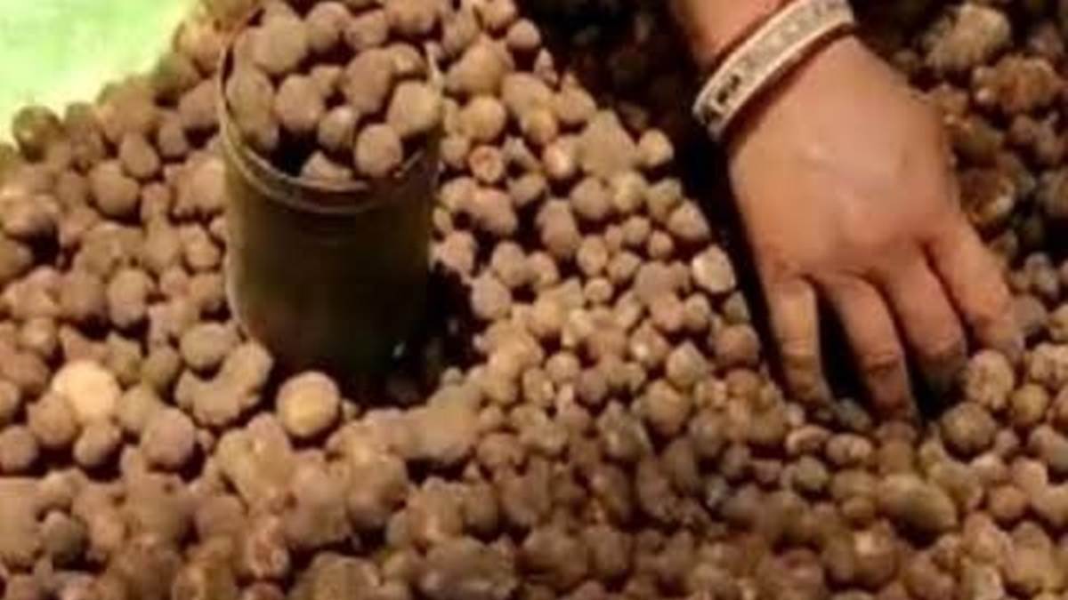 मानसून का अनमोल उपहार है सरई बोड़ा