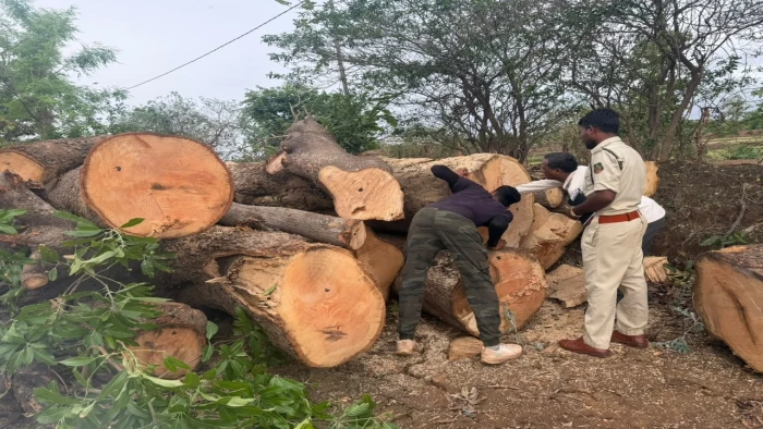 कवर्धा में वन विभाग की फर्जी मुहर लगाकर अवैध रूप से काटी गई लकड़ी इंदौर भेजने की थी तैयारी, क्रेन व अन्य उपकरण जब्त