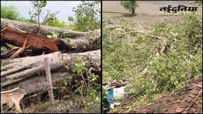 एमपी में 100 साल पुराने पीपल के पेड़ पर गिरी आकाशीय बिजली, दो परिवारों को भारी नुकसान