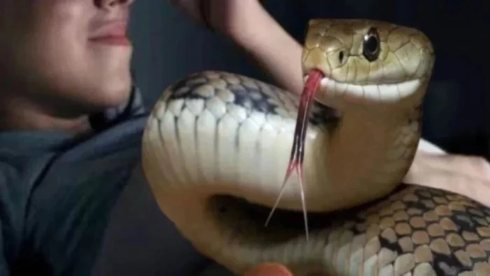 बड़वानी में काल बनकर आया जहरीला सांप, सोते समय ममेरे-फुफेरे भाइयों को डसा, एक ने मौके पर तो दूसरे ने अस्पताल के रास्ते तोड़ा दम