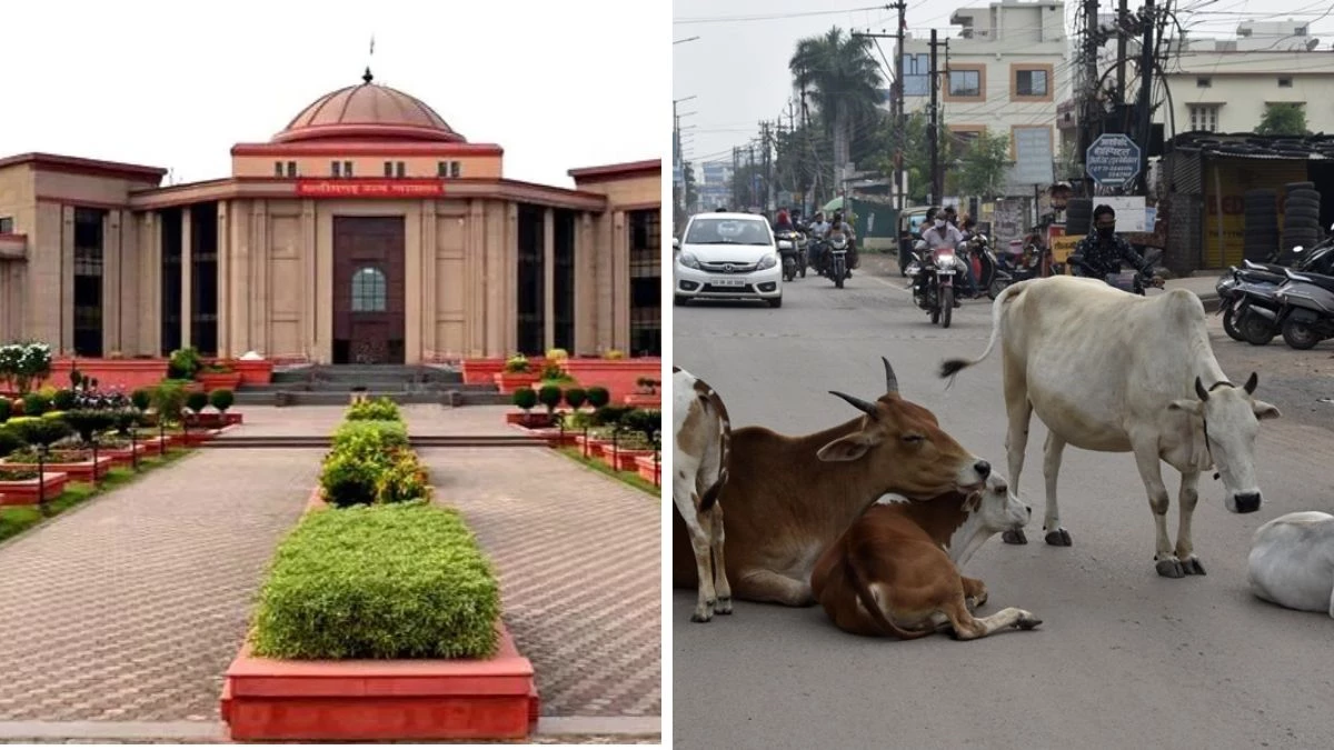 CG High Court के सामने घूम रहे थे मवेशी... कान पर लगे टैग से मालिक की पहचान कर लिया बड़ा एक्शन