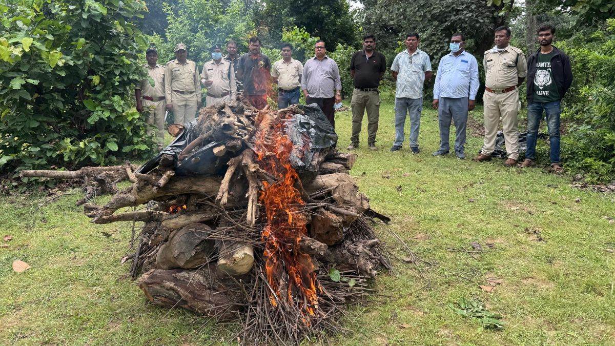 उमरिया के मानपुर बफर में 4-5 वर्षीय बाघ का शव मिला, जांच के लिए भेजे विसरा के नमूने