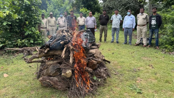उमरिया के मानपुर बफर में 4-5 वर्षीय बाघ का शव मिला, जांच के लिए भेजे विसरा के नमूने