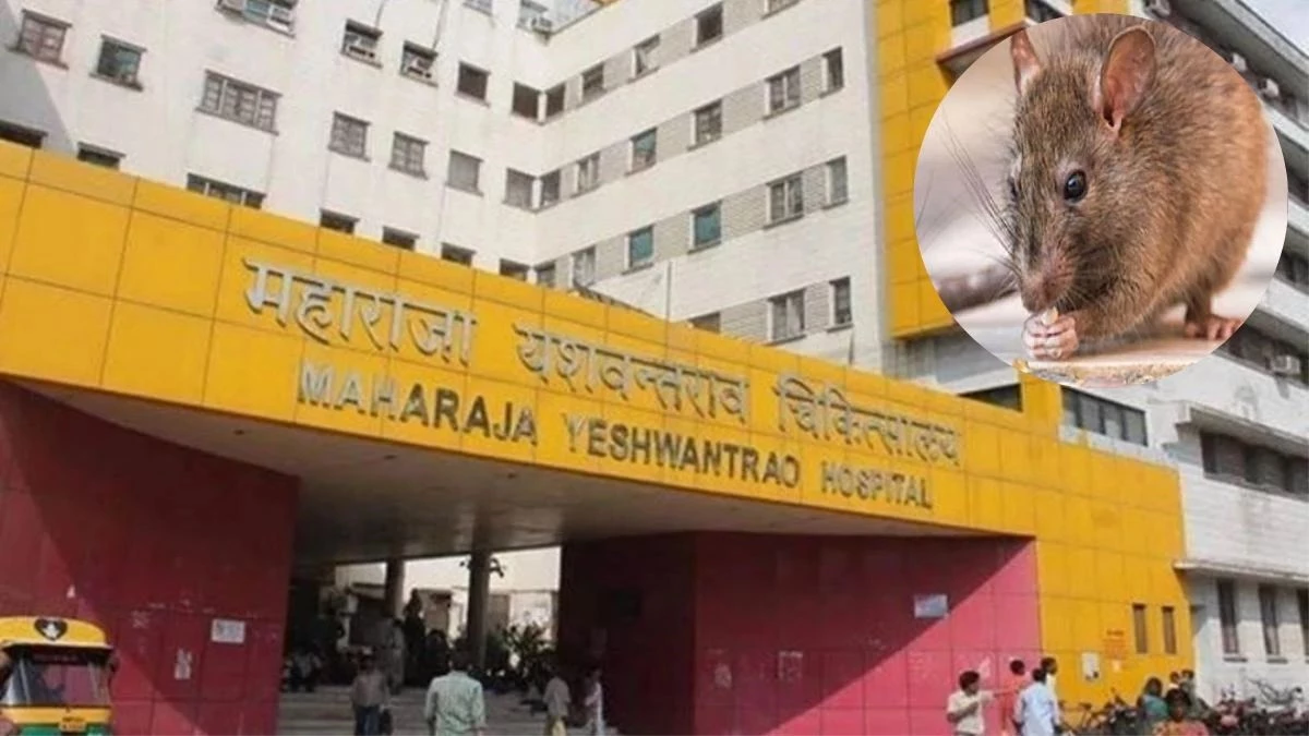 इंदौर के MY अस्पताल में दो नवजातों को चूहों ने कुतरा, पहले भी हो चुकी ऐसी घटनाएं, क्यों नहीं सुधरे हालात?