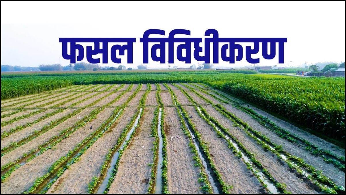 छत्तीसगढ़ के 152 गांवों के किसानों के लिए खुशखबरी, फसल विविधीकरण का मिलेगा लाभ, बढ़ेगी किसानों की आय