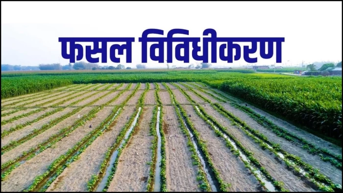 छत्तीसगढ़ के 152 गांवों के किसानों के लिए खुशखबरी, फसल विविधीकरण का मिलेगा लाभ, बढ़ेगी किसानों की आय