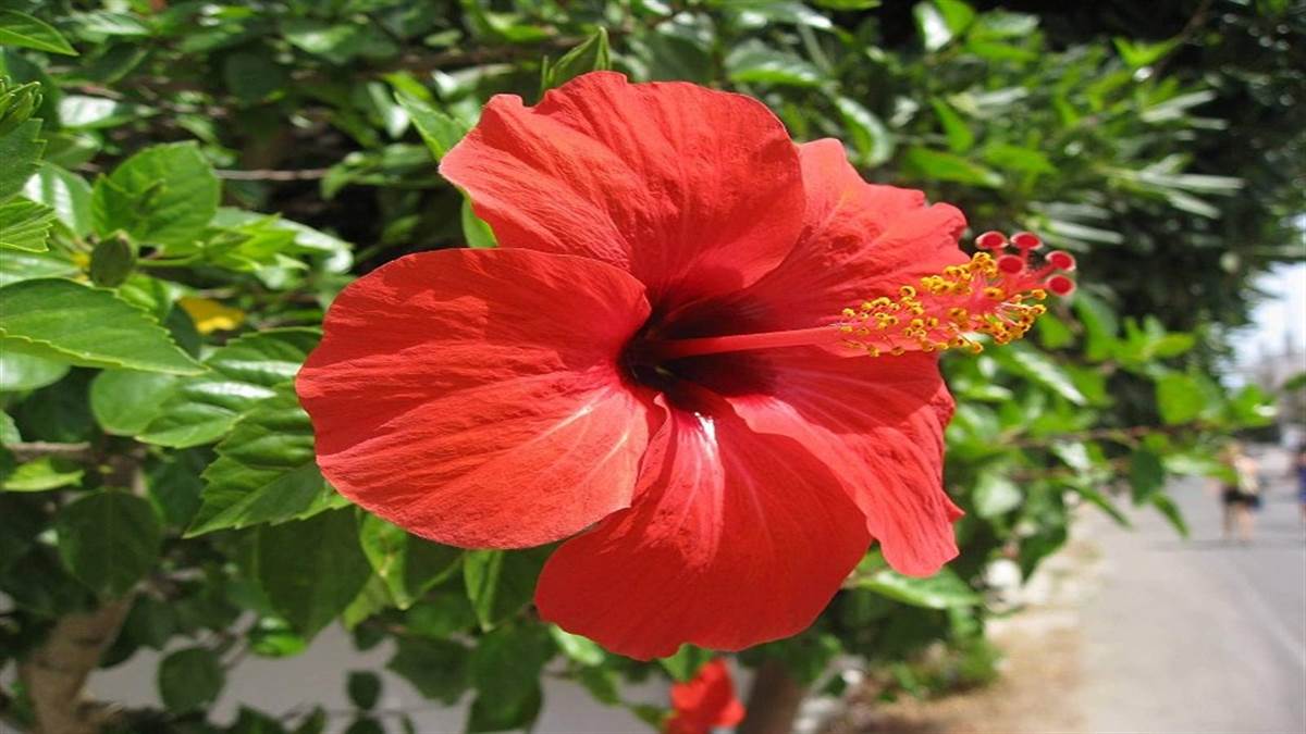 Hibiscus Flower Benefits In Hindi Best Flower Site